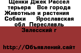 Щенки Джек Рассел терьера - Все города Животные и растения » Собаки   . Ярославская обл.,Переславль-Залесский г.